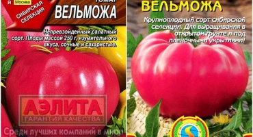 Charakteristika a popis šlechtické odrůdy rajčat a její výnos